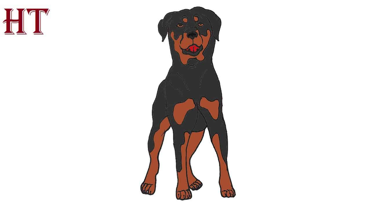 How to draw a Rottweiler Dog Step by Step