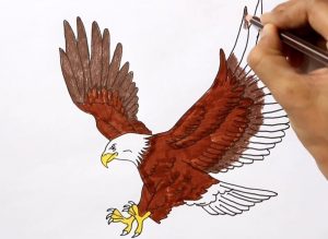 Easy How to Draw an Eagle