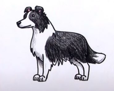 How To Draw A Border Collie Step by Step