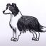 How To Draw A Border Collie Step by Step