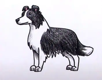 How To Draw A Border Collie