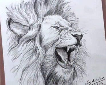 How To Draw A Lion Roaring Step by Step
