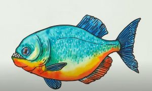 How To Draw A Piranha Fish