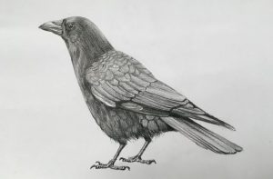 How To Draw A Realistic Crow