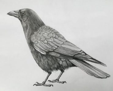 How To Draw A Realistic Crow Step by Step