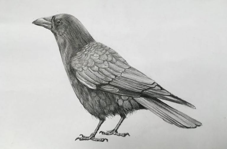 How To Draw A Realistic Crow Step by Step