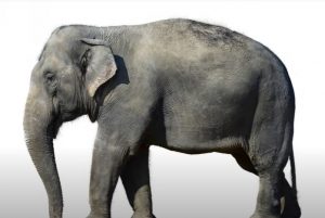 How To Draw A Realistic Elephant