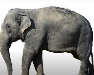 How To Draw A Realistic Elephant Step by Step