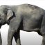 How To Draw A Realistic Elephant Step by Step