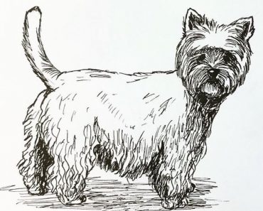 How To Draw A Westie Step by Step || Dog Drawing