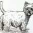How To Draw A Westie Step by Step || Dog Drawing