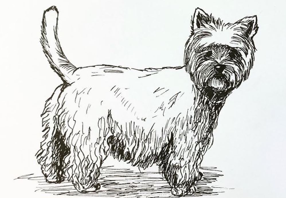 How To Draw A Westie Step by Step Dog Drawing