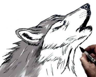 How To Draw Howling Wolves Step by Step