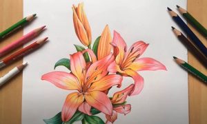 How To Draw Lilies