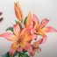 How To Draw Lilies Step by Step || Flower Drawing