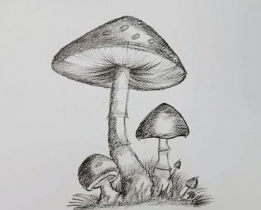How to Draw Realistic Mushrooms with Pencil