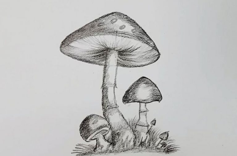 How to Draw Realistic Mushrooms with Pencil