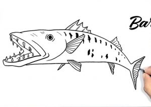 How to Draw a Barracuda Fish