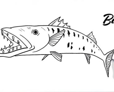How to Draw a Barracuda Fish Step by Step