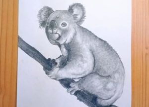 How to Draw a Realistic Koala