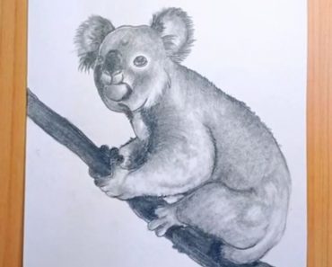 How to Draw a Realistic Koala Step by Step
