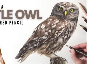 How to Draw a Realistic Owl