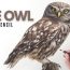 How to Draw a Realistic Owl Step by Step