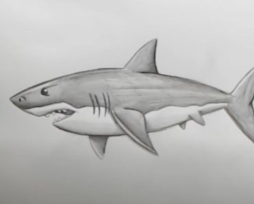 How to Draw a Realistic Shark Step by Step