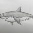 How to Draw a Realistic Shark Step by Step