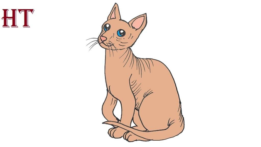 How to Draw a Sphynx Cat