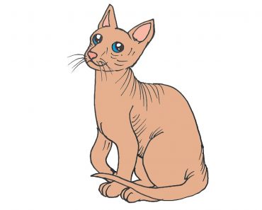 How to Draw a Sphynx Cat Step by Step