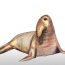 How to Draw an Elephant Seal Step by Step