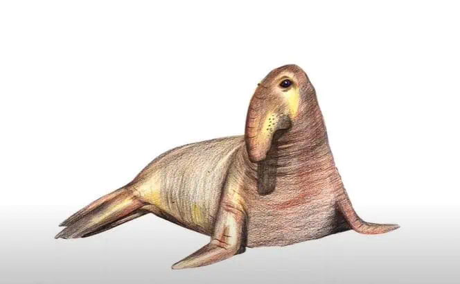 How to Draw an Elephant Seal