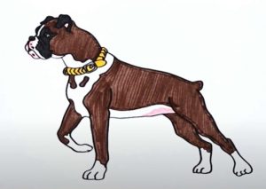 How to draw a Boxer Dog