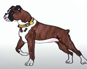 How to draw a Boxer Dog Step by Step