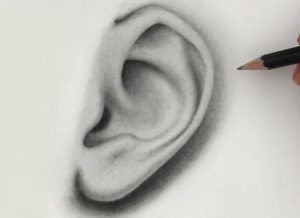 How to draw an Ear from the front