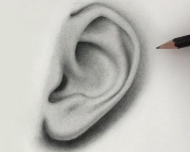 How to draw an Ear from the front Step by Step