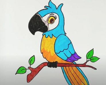 Parrot How to Draw for Beginners Step by Step