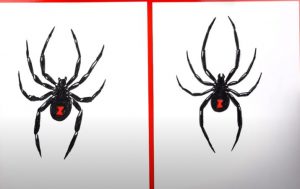 How To Draw A Black Widow Spider