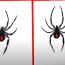 How To Draw A Black Widow Spider Step by Step