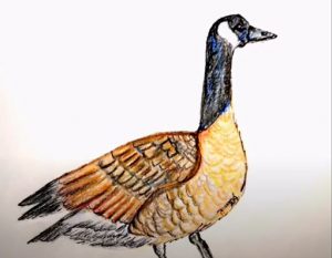 How To Draw A Canada Goose