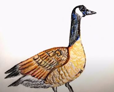How To Draw A Canada Goose Step by Step