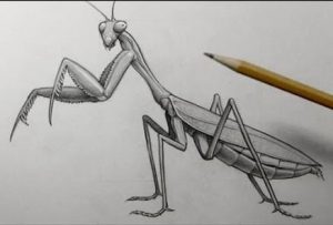 How To Draw A Praying Mantis