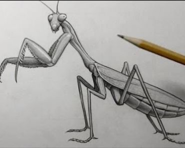 How To Draw A Praying Mantis Step by Step