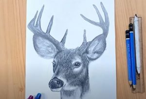 How To Draw A Realistic Deer