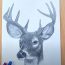 How To Draw A Realistic Deer with Pencil