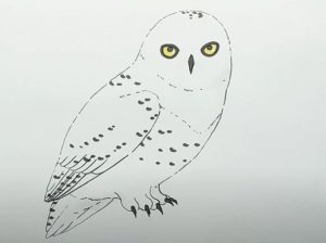 How To Draw a Snowy Owl