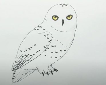 How To Draw a Snowy Owl Step by Step