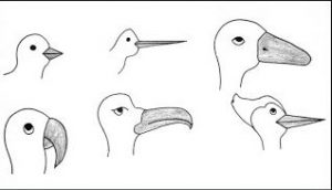 How to Draw A Beak Bird