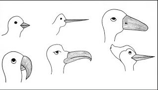 How to Draw A Beak Bird Step by Step